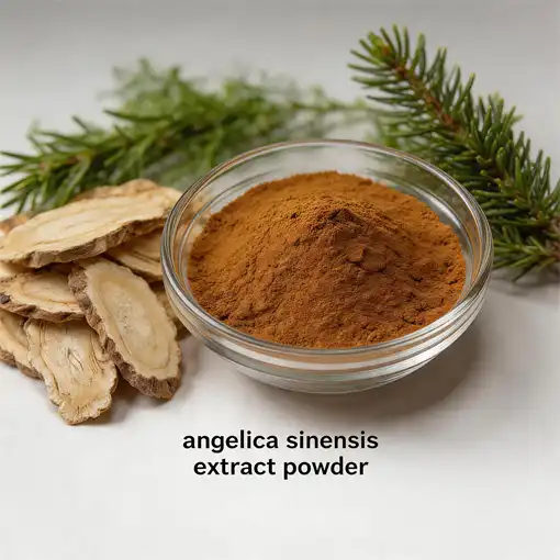 Angelica Sinensis Extract Powder for Beginners: What to Know?